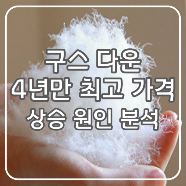구스 다운